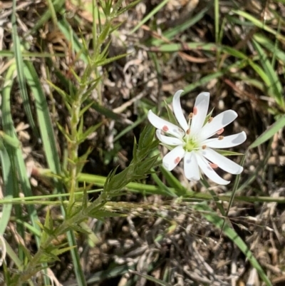 Stellaria pungens (Prickly Starwort) at Nanima, NSW - 17 Oct 2020 by 81mv