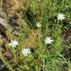 Stellaria pungens at Nanima, NSW - 17 Oct 2020