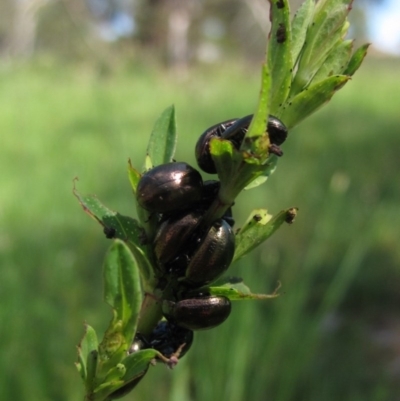 Chrysolina quadrigemina (Greater St Johns Wort beetle) at Latham, ACT - 16 Oct 2020 by pinnaCLE