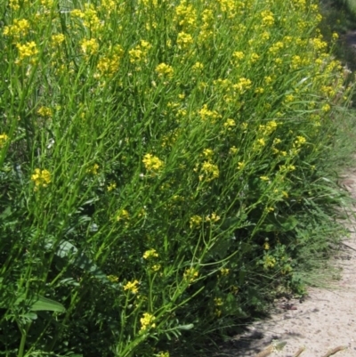 Sisymbrium irio (London Rocket) at Latham, ACT - 15 Oct 2020 by pinnaCLE