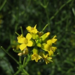 Sisymbrium irio at Latham, ACT - 16 Oct 2020