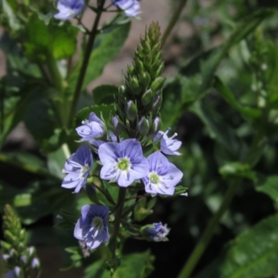 Veronica anagallis-aquatica (Blue Water Speedwell) at Umbagong District Park - 16 Oct 2020 by pinnaCLE