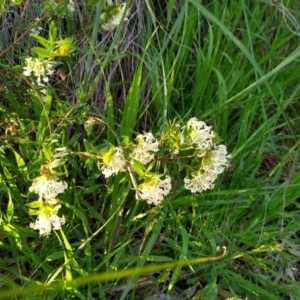 Pimelea linifolia subsp. linifolia at Acton, ACT - 15 Oct 2020