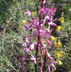 Dipodium punctatum (Blotched Hyacinth Orchid) at Cook, ACT - 23 Dec 2017 by cec