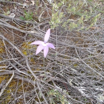 Glossodia major (Wax Lip Orchid) at Majura, ACT - 17 Oct 2020 by jamesjonklaas