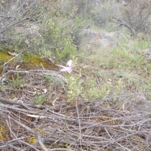 Glossodia major at Majura, ACT - suppressed