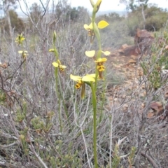 Diuris sulphurea (Tiger Orchid) at Majura, ACT - 17 Oct 2020 by jamesjonklaas