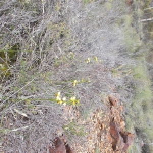 Diuris sulphurea at Majura, ACT - 17 Oct 2020