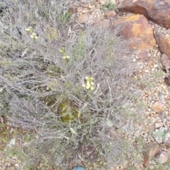 Diuris sulphurea at Majura, ACT - 17 Oct 2020