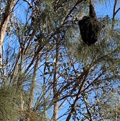 Apis mellifera (European honey bee) at Springdale Heights, NSW - 11 Oct 2020 by PaulF