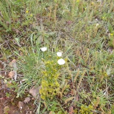 Drosera gunniana (Pale Sundew) at Majura, ACT - 17 Oct 2020 by jamesjonklaas