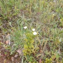 Drosera gunniana at Majura, ACT - 17 Oct 2020