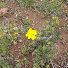 Hibbertia obtusifolia (Grey Guinea-flower) at Majura, ACT - 17 Oct 2020 by jamesjonklaas