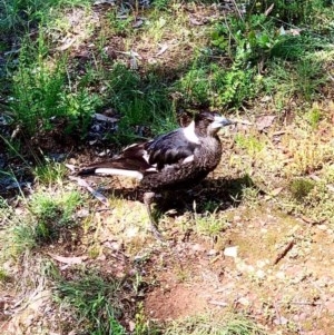 Gymnorhina tibicen at Bruce, ACT - 16 Oct 2020 12:51 PM