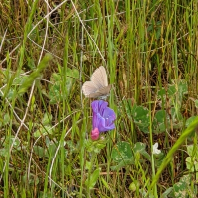 Zizina otis (Common Grass-Blue) at Thurgoona, NSW - 16 Oct 2020 by ChrisAllen