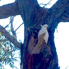 Cacatua galerita at Bruce, ACT - 16 Oct 2020 12:45 PM