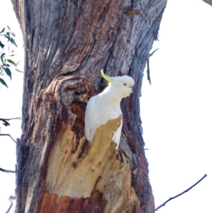 Cacatua galerita at Bruce, ACT - 16 Oct 2020 12:45 PM