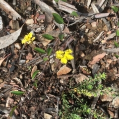 Goodenia hederacea (Ivy Goodenia) at Bruce, ACT - 16 Oct 2020 by goyenjudy