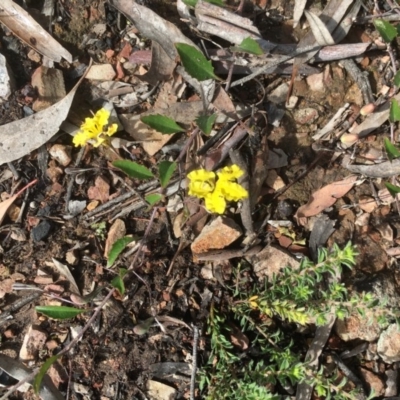 Goodenia hederacea (Ivy Goodenia) at Bruce, ACT - 16 Oct 2020 by goyenjudy