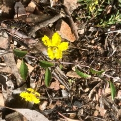 Goodenia hederacea at Bruce, ACT - 16 Oct 2020 12:26 PM