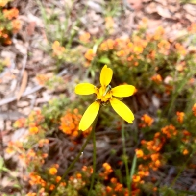 Bidens sp. at Gossan Hill - 16 Oct 2020 by goyenjudy