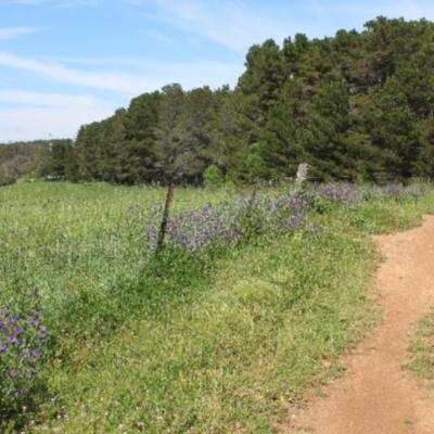 Echium plantagineum (Paterson's Curse) at Kaleen, ACT - 17 Oct 2020 by maura