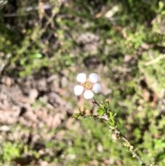 Gaudium multicaule (Teatree) at Bruce, ACT - 14 Oct 2020 by goyenjudy