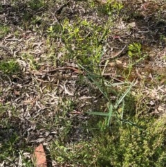 Senecio (genus) (A Fireweed) at Bruce, ACT - 14 Oct 2020 by goyenjudy