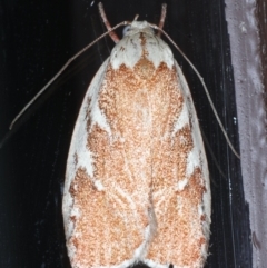 Euchaetis rhizobola (A Concealer moth) at Lilli Pilli, NSW - 5 Oct 2020 by jbromilow50