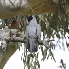 Coracina novaehollandiae (Black-faced Cuckooshrike) at Hawker, ACT - 17 Oct 2020 by AlisonMilton