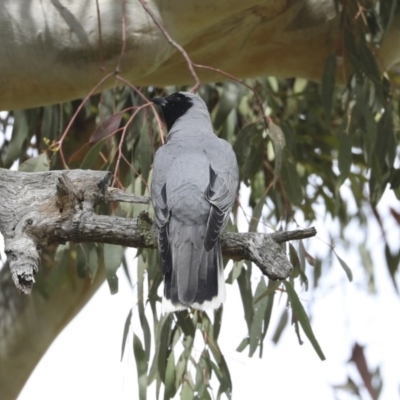 Coracina novaehollandiae (Black-faced Cuckooshrike) at The Pinnacle - 17 Oct 2020 by Alison Milton