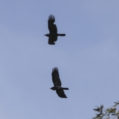 Corvus coronoides (Australian Raven) at Higgins, ACT - 17 Oct 2020 by AlisonMilton