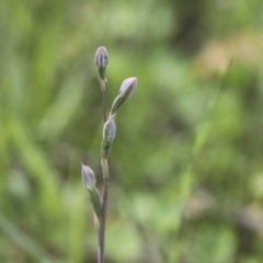 Thelymitra (genus) (sun orchids) at Hawker, ACT - 17 Oct 2020 by AlisonMilton