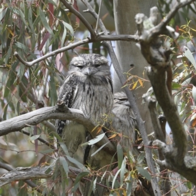 Podargus strigoides (Tawny Frogmouth) at The Pinnacle - 17 Oct 2020 by Alison Milton