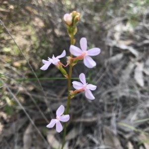 Stylidium graminifolium at Hackett, ACT - 14 Oct 2020