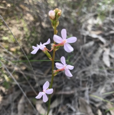 Stylidium graminifolium (Grass Triggerplant) at Hackett, ACT - 14 Oct 2020 by Louisab