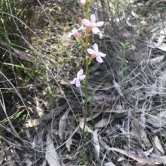 Stylidium graminifolium at Hackett, ACT - 14 Oct 2020 07:23 PM