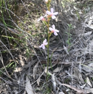 Stylidium graminifolium at Hackett, ACT - 14 Oct 2020