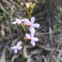 Stylidium graminifolium at Hackett, ACT - 14 Oct 2020 07:23 PM