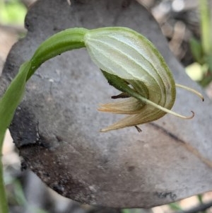 Pterostylis nutans at Jerrabomberra, NSW - suppressed