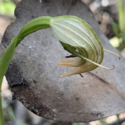 Pterostylis nutans (Nodding Greenhood) - 1 Jan 1900 by aussiestuff