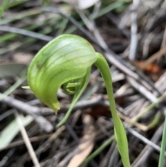 Pterostylis nutans at Jerrabomberra, NSW - suppressed