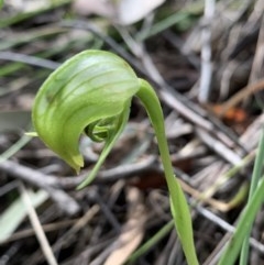 Pterostylis nutans at Jerrabomberra, NSW - suppressed