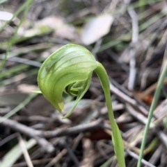 Pterostylis nutans at Jerrabomberra, NSW - suppressed