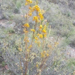 Daviesia mimosoides (Bitter Pea) at Mount Ainslie - 17 Oct 2020 by jamesjonklaas