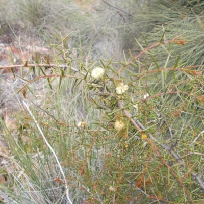 Acacia ulicifolia (Prickly Moses) at Majura, ACT - 17 Oct 2020 by jamesjonklaas