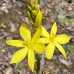 Bulbine bulbosa (Golden Lily) at Bungendore, NSW - 10 Oct 2020 by yellowboxwoodland