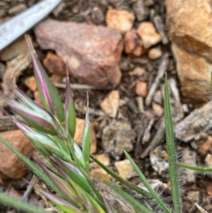 Rytidosperma sp. at Hughes, ACT - 16 Oct 2020