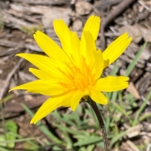 Microseris walteri at Bungendore, NSW - 10 Oct 2020