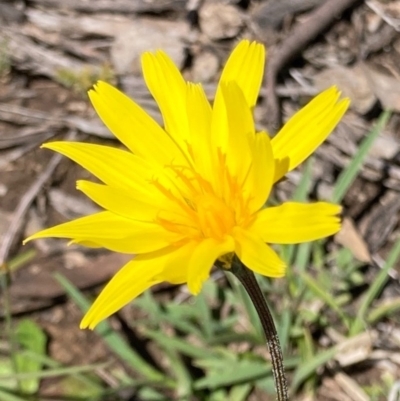 Microseris walteri (Yam Daisy, Murnong) at Bungendore, NSW - 10 Oct 2020 by yellowboxwoodland